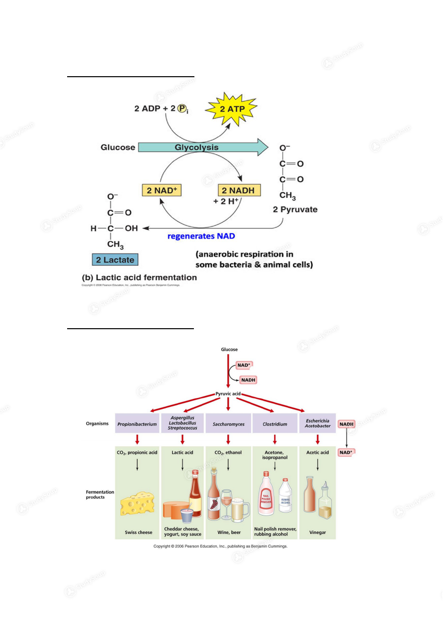 Detailed diagram of glycolysis 10 Steps in Glycolysis 1) In the beginn