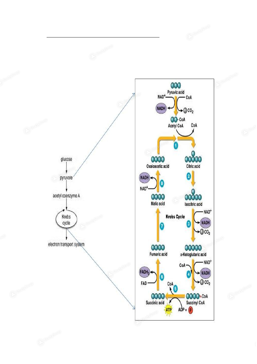 Detailed diagram of glycolysis 10 Steps in Glycolysis 1) In the beginn